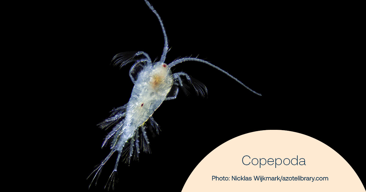 zooplankton phd thesis