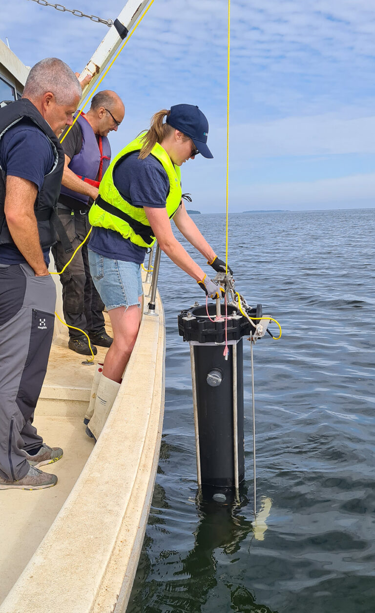 56,000 cod larvae to the Bay of Gävle - BalticWaters