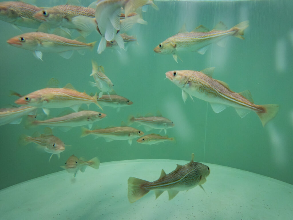 Torsk i tank, tillväxtexperiment på DTU Aqua