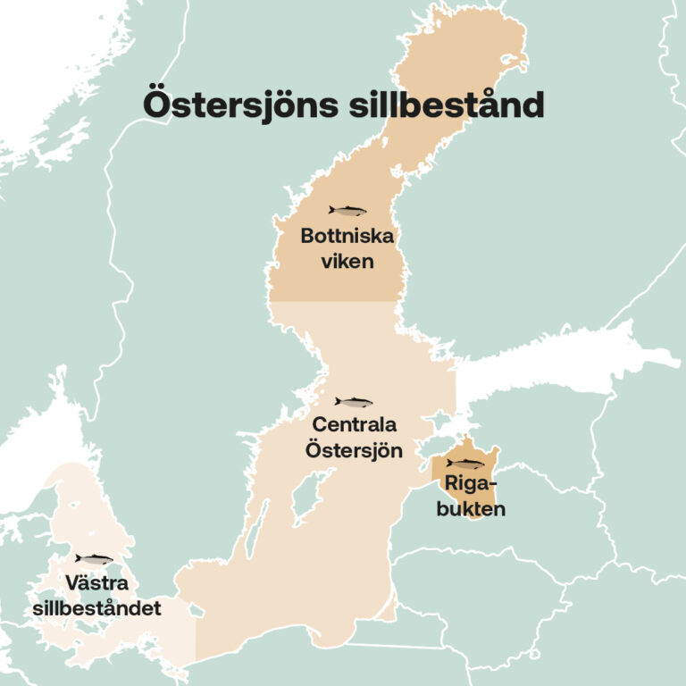 Östersjöns sillbestånd