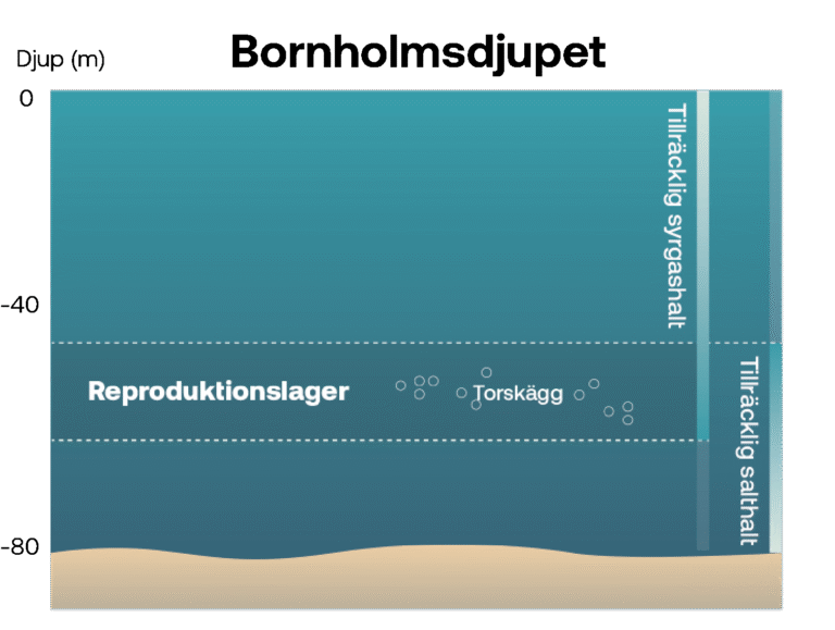 torskens reproduktionslager