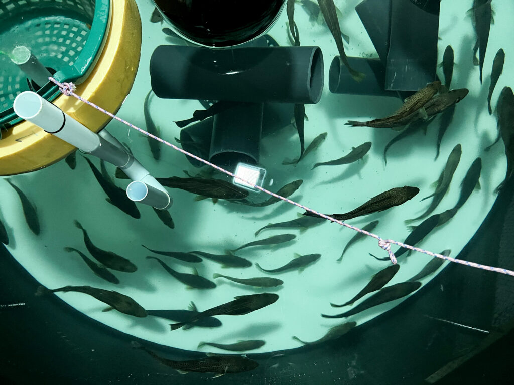 Torsk i bassänger på BalticWaters Fish Laboratory